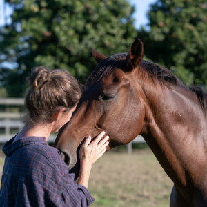 Equitherapie